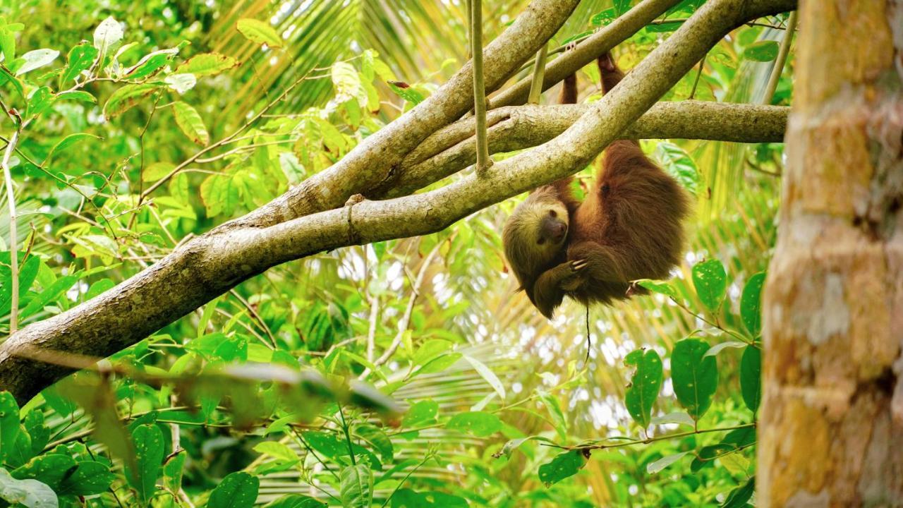 Posada Nena Caribe Puerto Viejo de Talamanca المظهر الخارجي الصورة