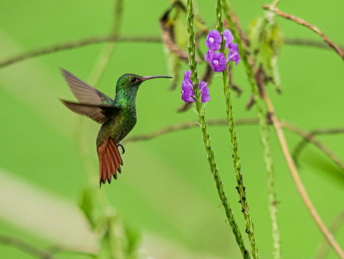 Posada Nena Caribe Puerto Viejo de Talamanca المظهر الخارجي الصورة