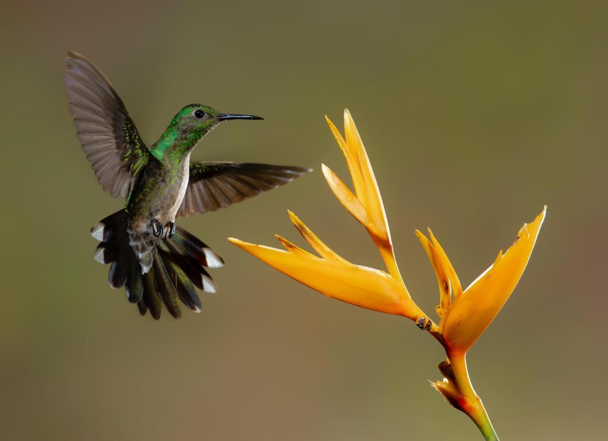 Posada Nena Caribe Puerto Viejo de Talamanca المظهر الخارجي الصورة