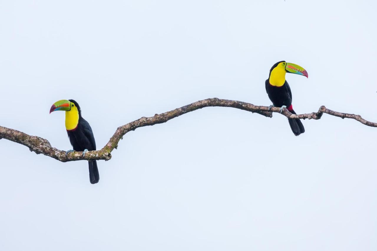 Posada Nena Caribe Puerto Viejo de Talamanca المظهر الخارجي الصورة