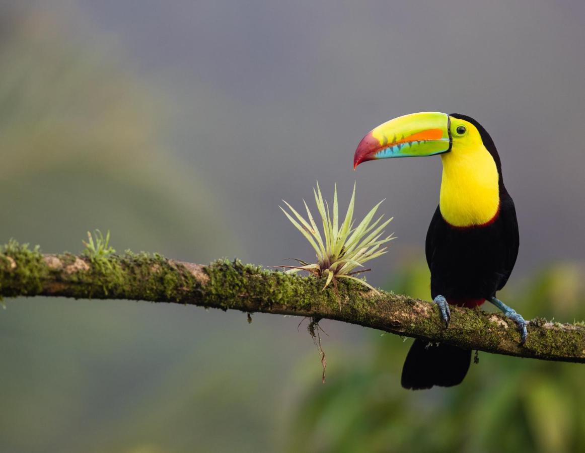 Posada Nena Caribe Puerto Viejo de Talamanca المظهر الخارجي الصورة